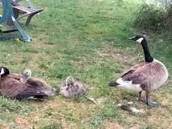 JOURNEE PECHE ABLEIGES