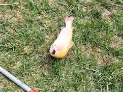 JOURNEE PECHE ABLEIGES